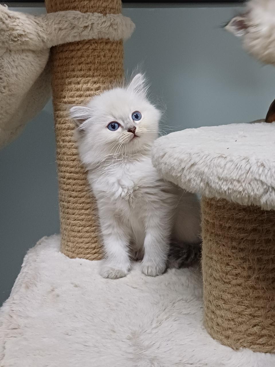 2 prachtige Ragdoll kittens beschikbaar (2 poesjes)