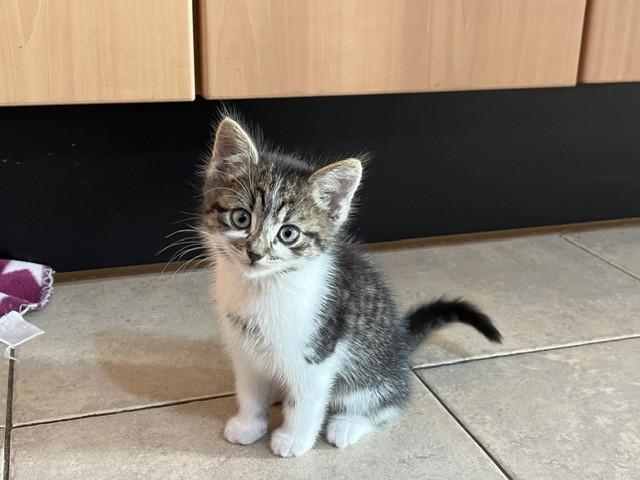 5 jonge kittens