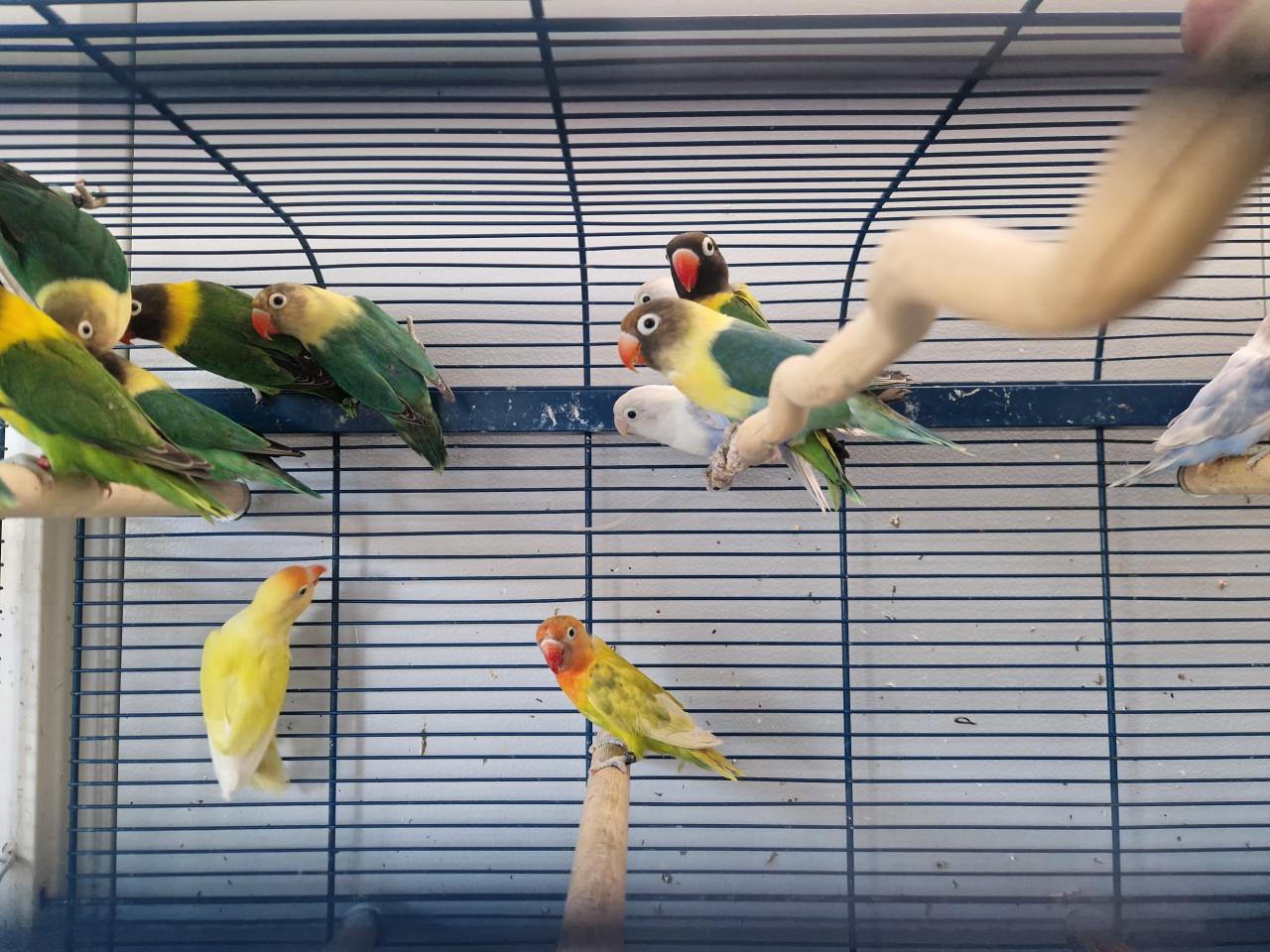 Te koop: Agapornis Roseicollis en Personatas in diverse kleuren.