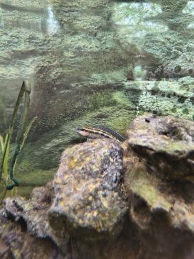 Julidochromis dickfeldi