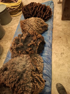 Vacht Blauwe Texelaar