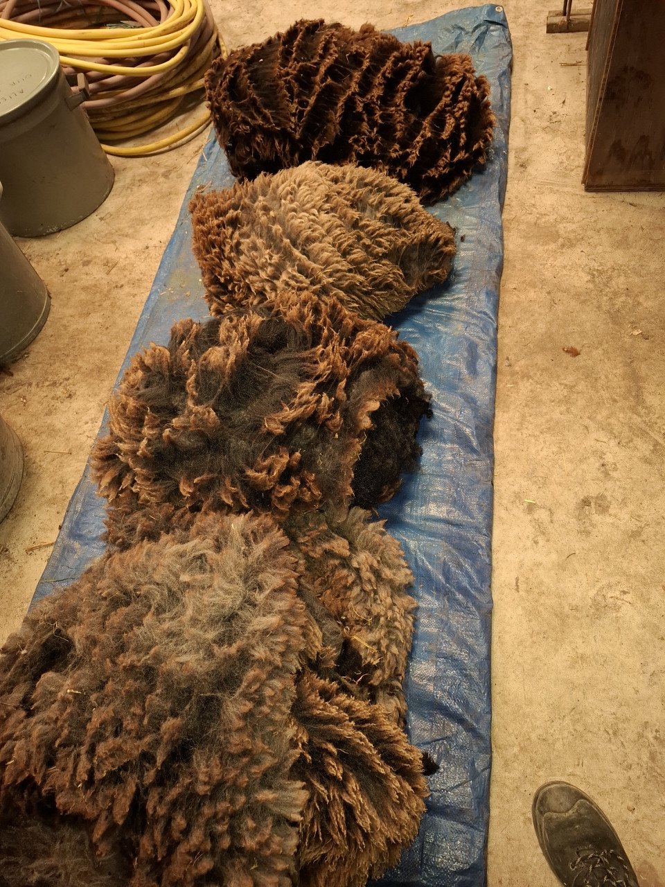 Vacht Blauwe Texelaar