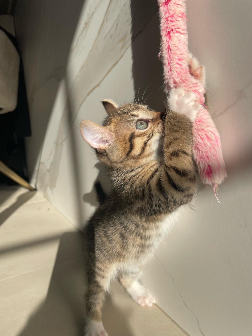 Kittens