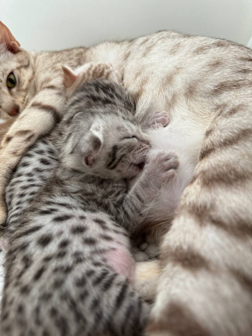 Kittens te koop (zoeken een liefdevol thuis)