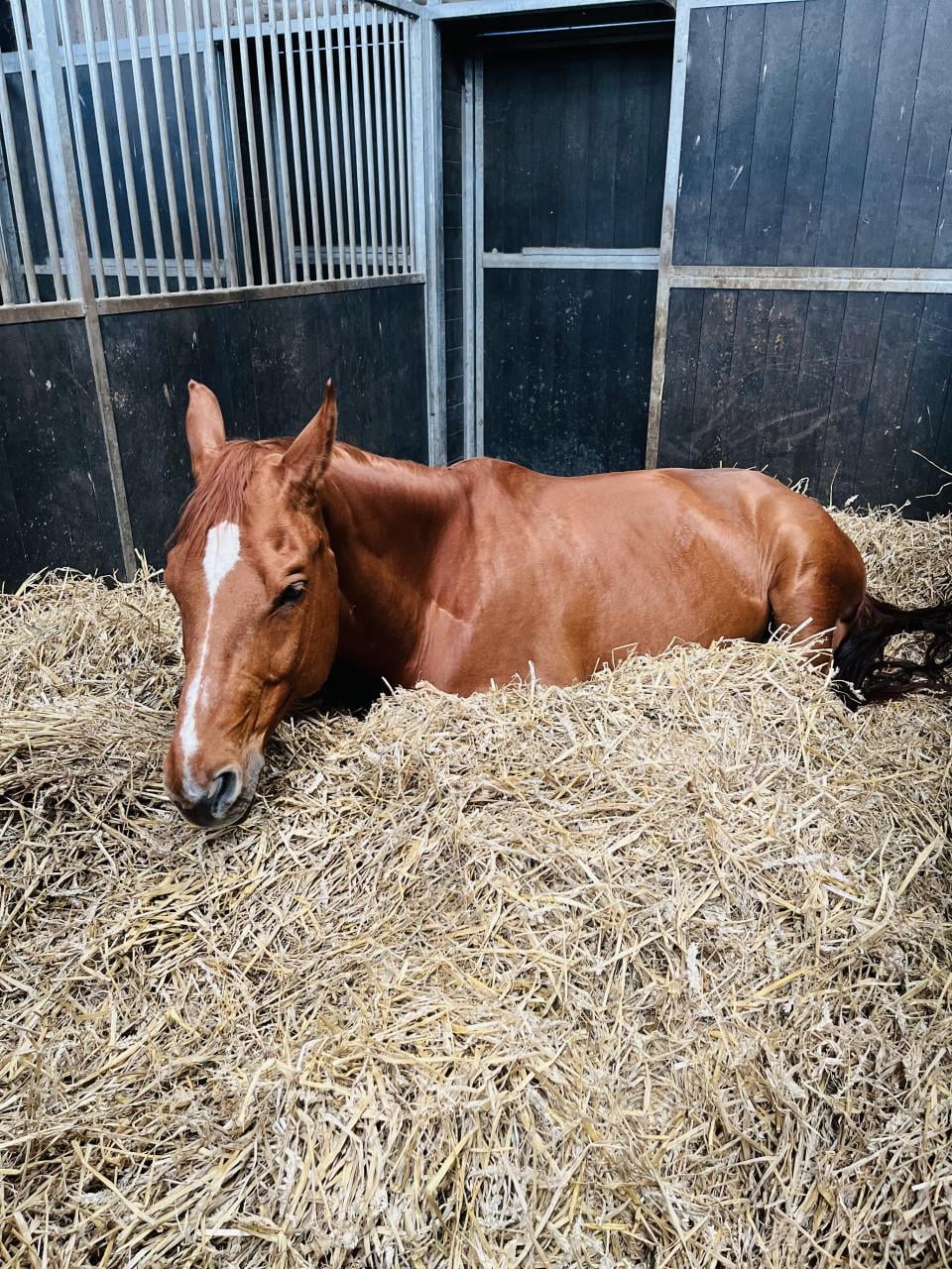 Paardenstalling per direct