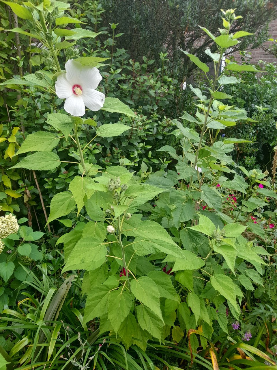 Hibiscus Moscheutos