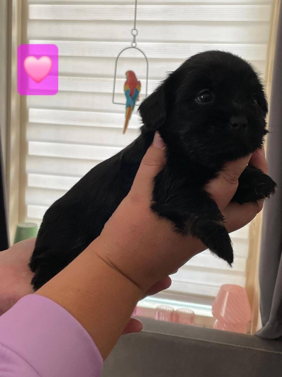 Shih tzu pup
