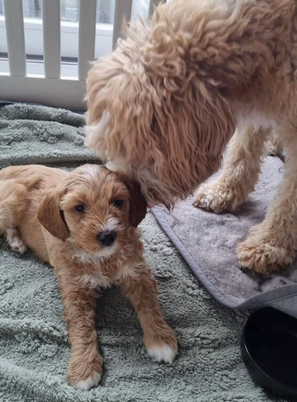 Rode labradoodle dekreu | Getest | Bewezen nakomelingen