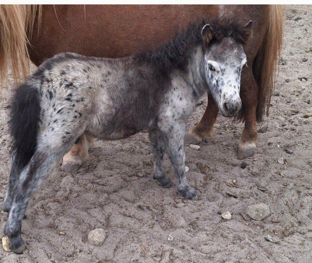 Prachtige mini Appaloosa hengst