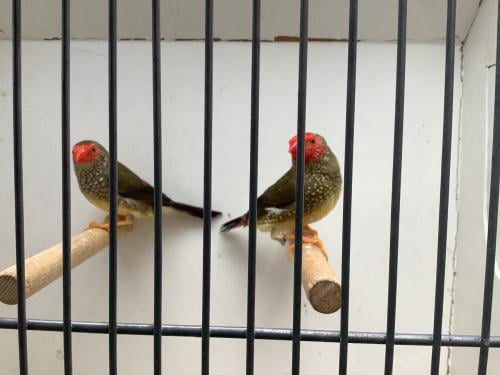 Koppel Binzenastrildes ( gereserveerd )