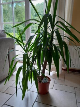 Grote Yucca, kamerplant