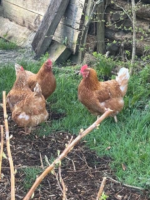 Jonge kippen 3 hennen