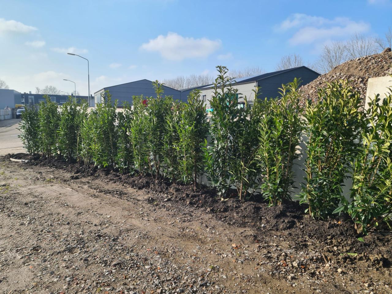 Prunus Genolia - sjieke smal opgaande laurierhaagplanten
