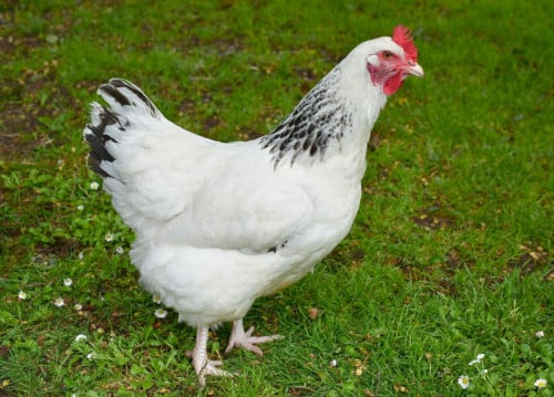Sussex leghennen