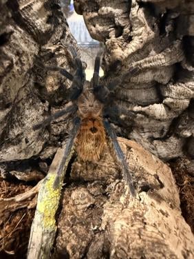 Chromatopelma cyaneopubescens