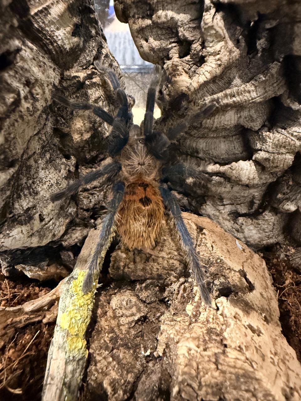 Chromatopelma cyaneopubescens