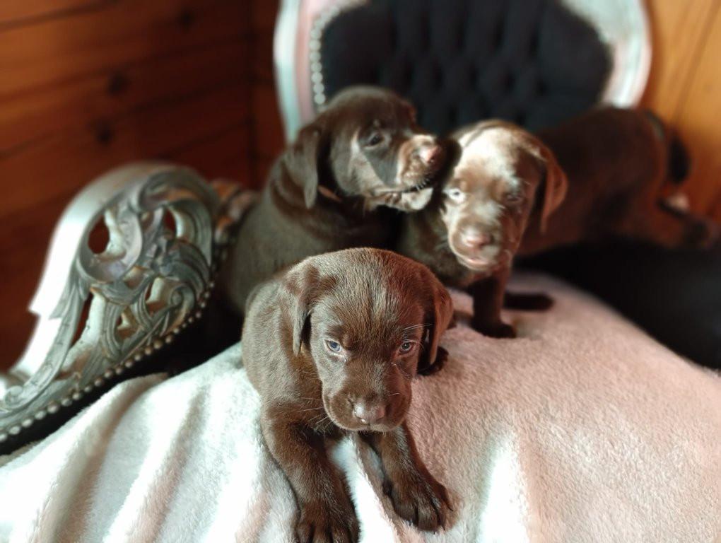 6 labrado puppy's