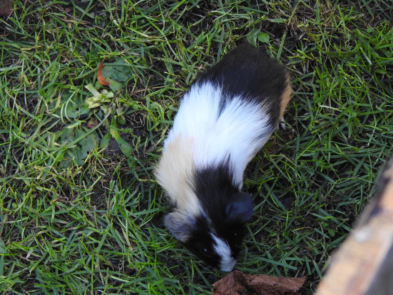Cavia Zeug