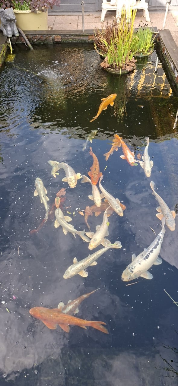 Gratis vissen en vijverartikelen
