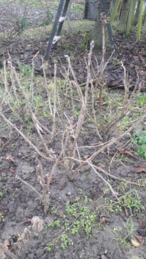 Druivenplanten, bramenplanten, bessenstekken