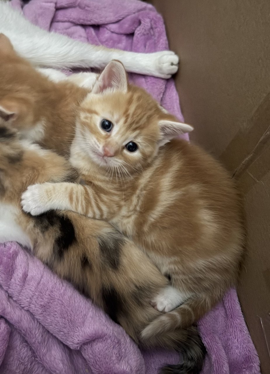 Kittens