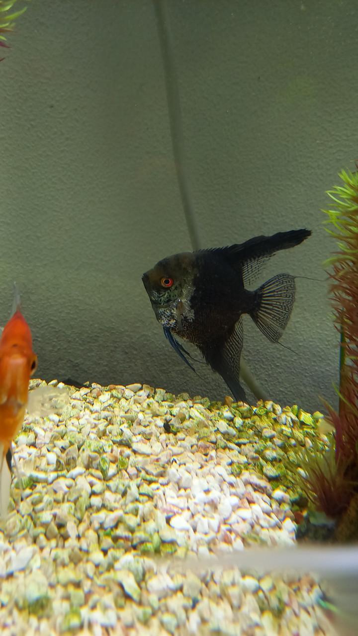 Aquarium + Maanvissen