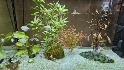 Zoetwater vissen diverse soorten