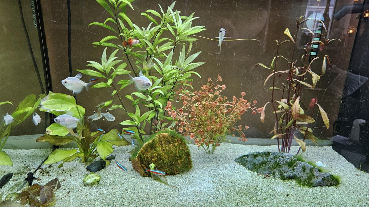 Zoetwater vissen diverse soorten