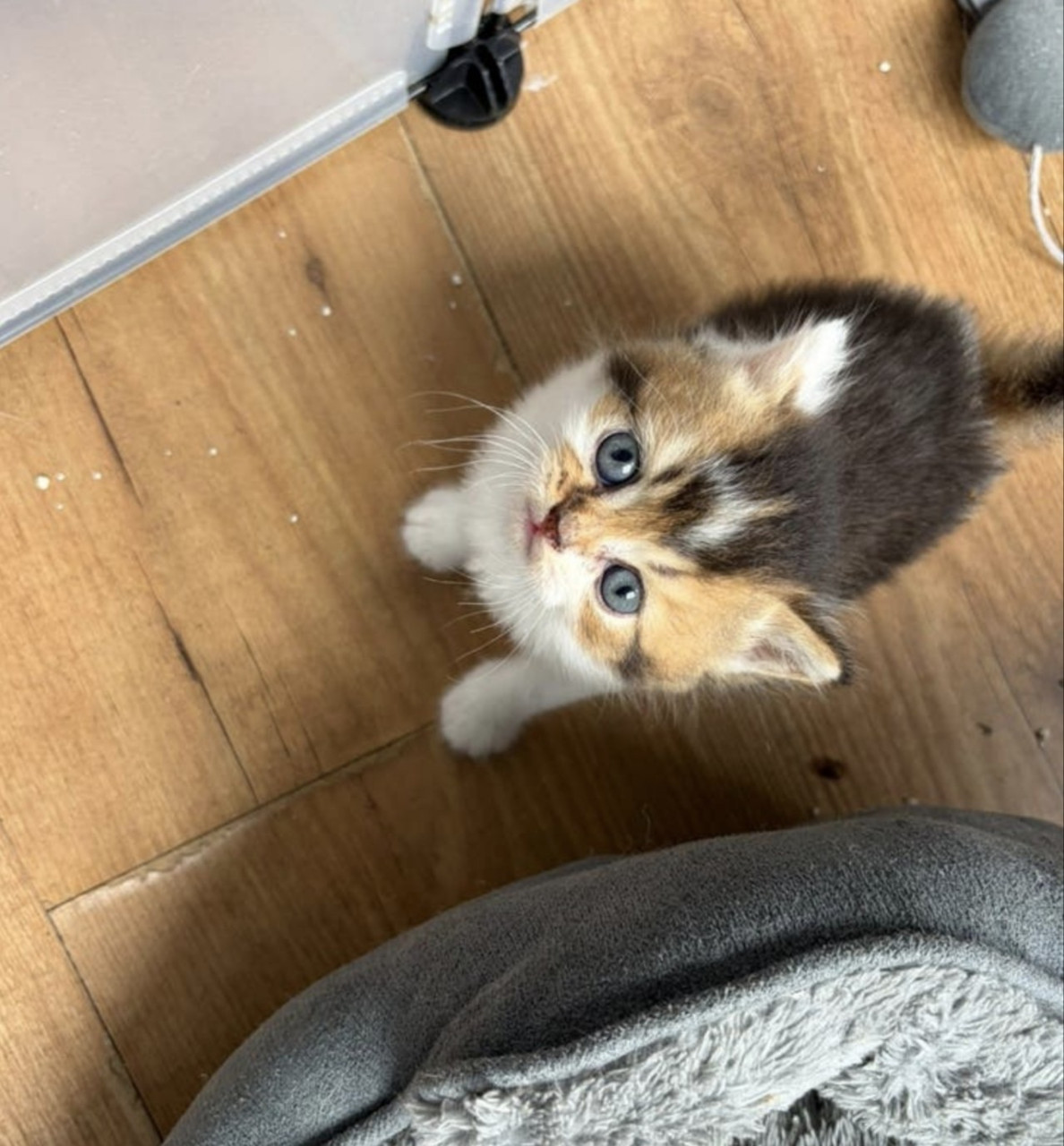 Prachtige britse korthaar kittens