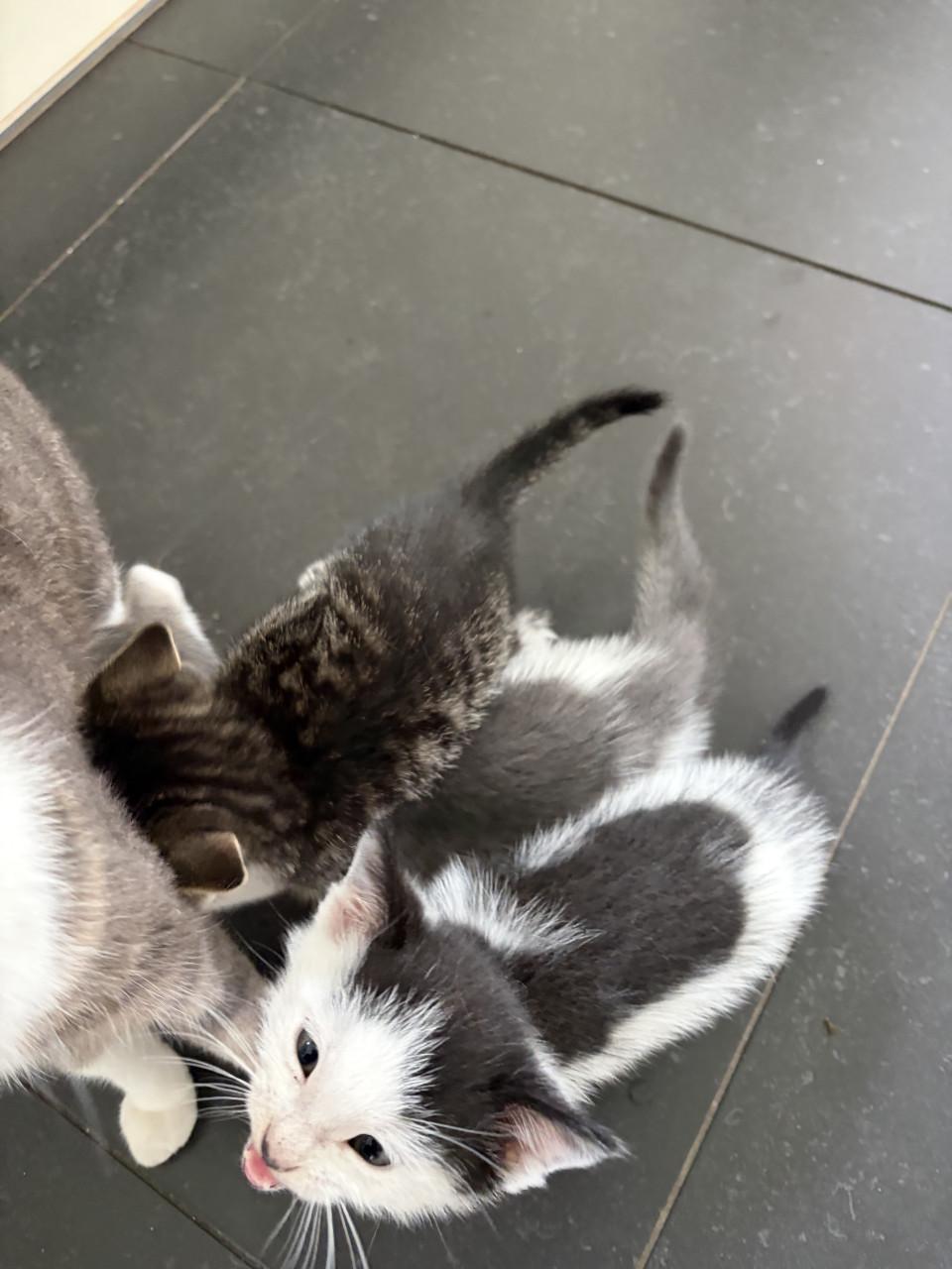 Kittens