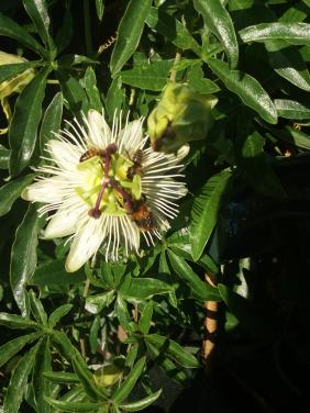 Witte passie bloem stekken