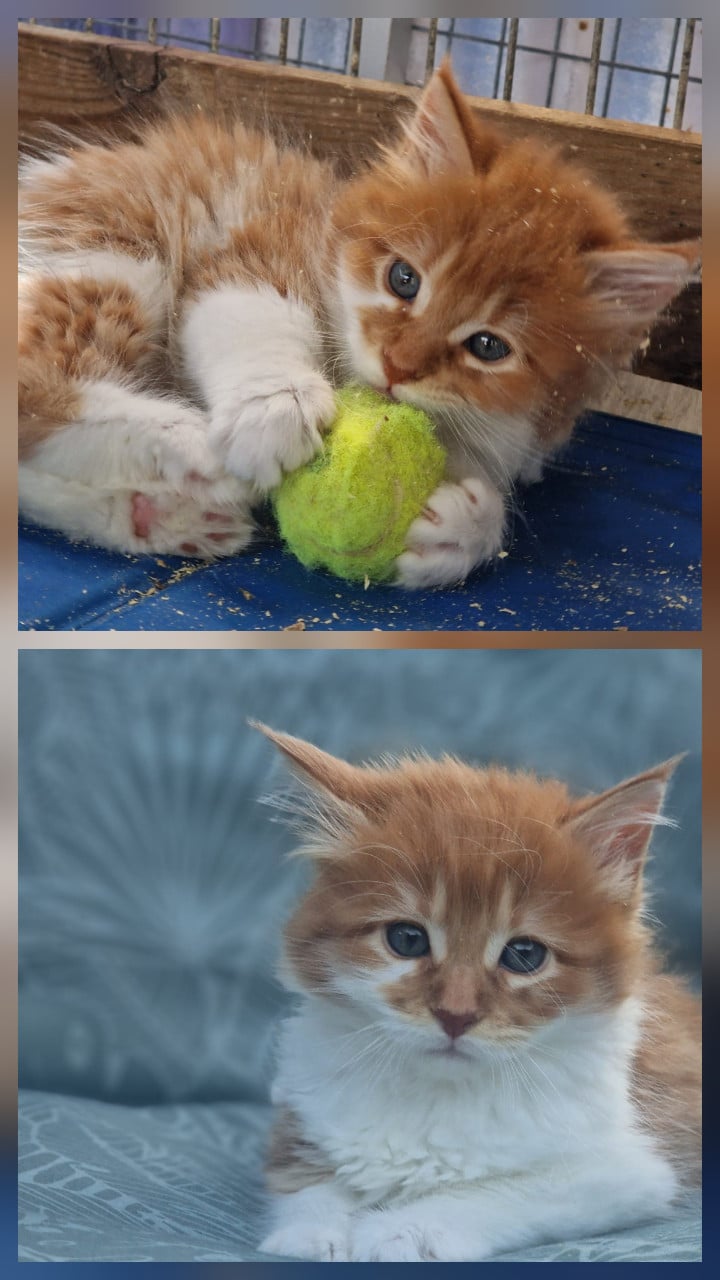 Te koop mooie Maine Coon katertjes