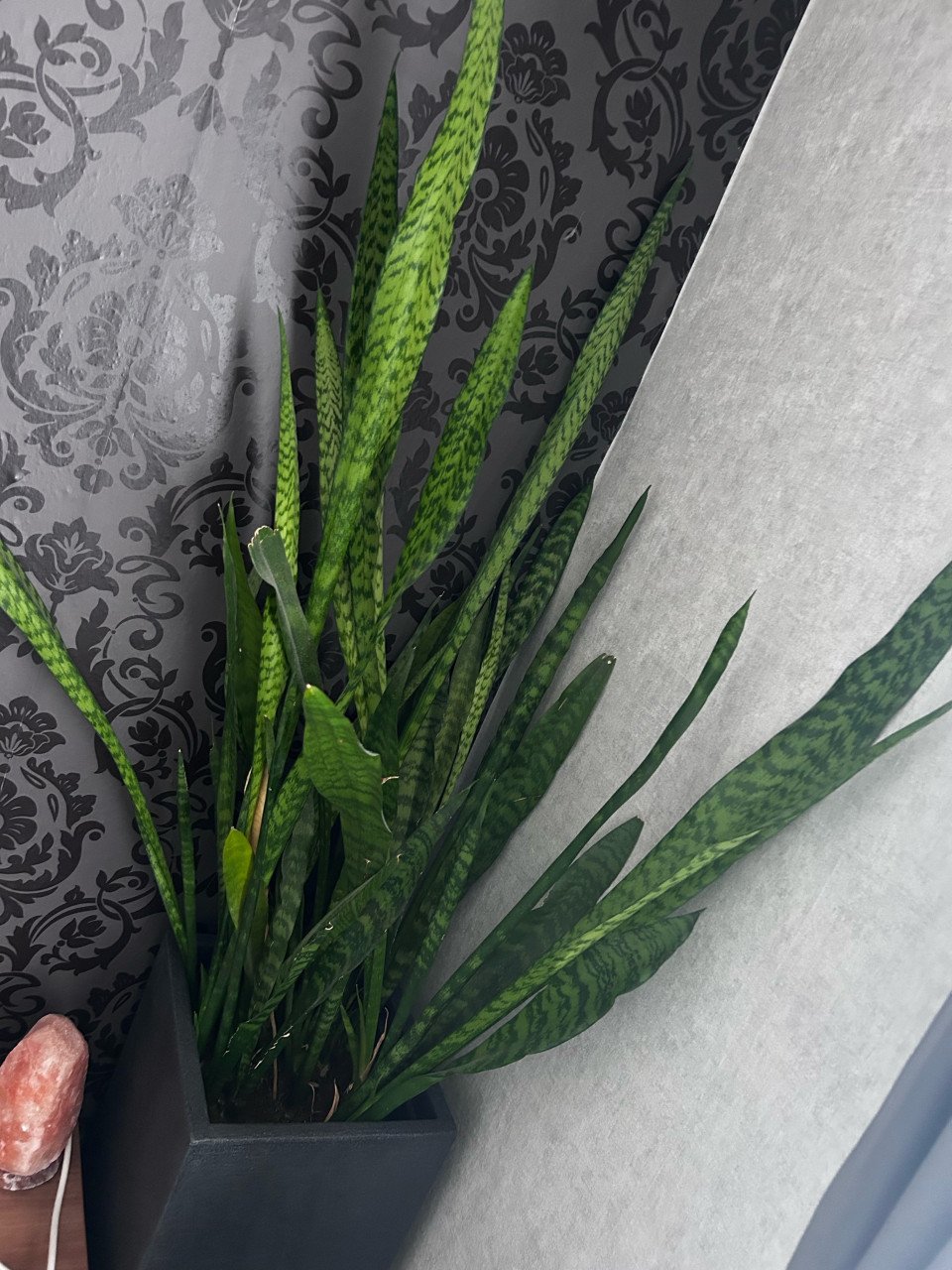 Planten