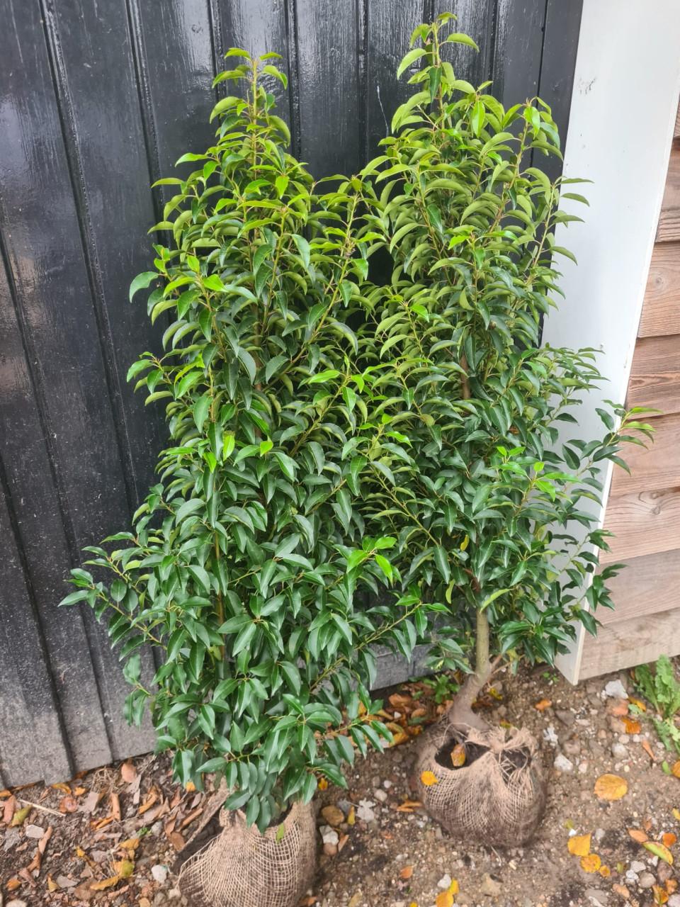 Portugese laurier haagplanten 125-150 cm