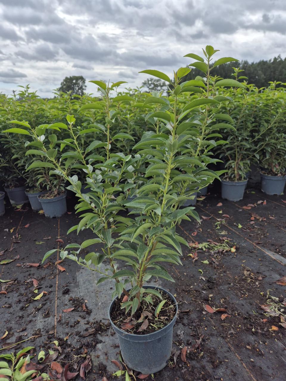 Portugese laurier tot ca. 90 cm potgekweekt