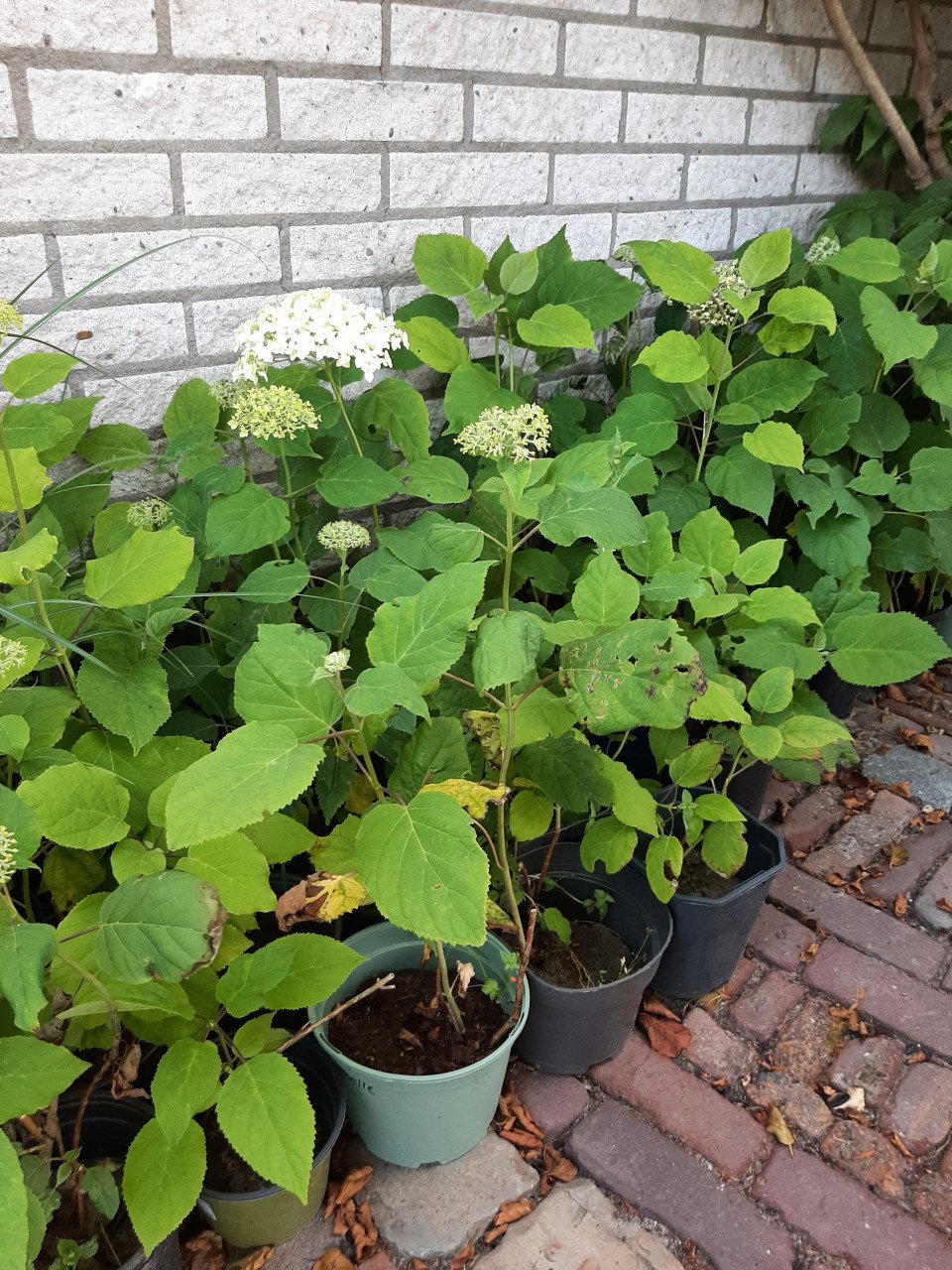 Uitverkoop Hortensia Annabelle
