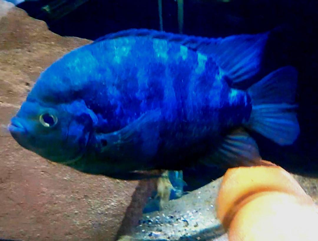 Aquariumvissen rustige cichliden