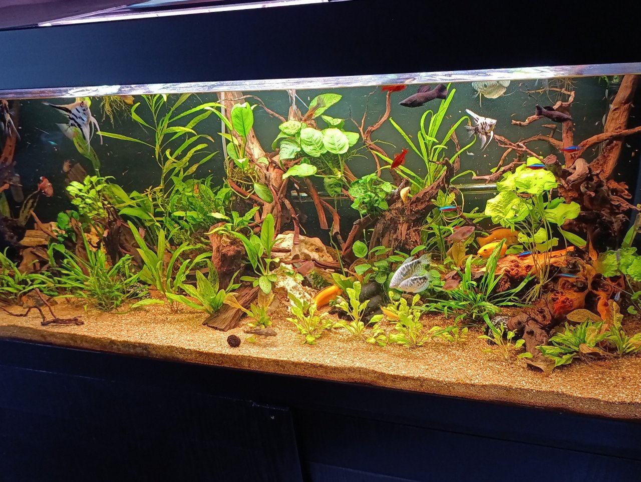 Jewel aquarium compleet met planten, hout en vissen
