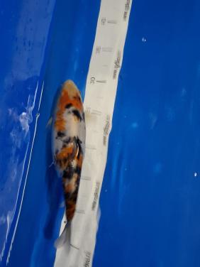 KOI KARPERS