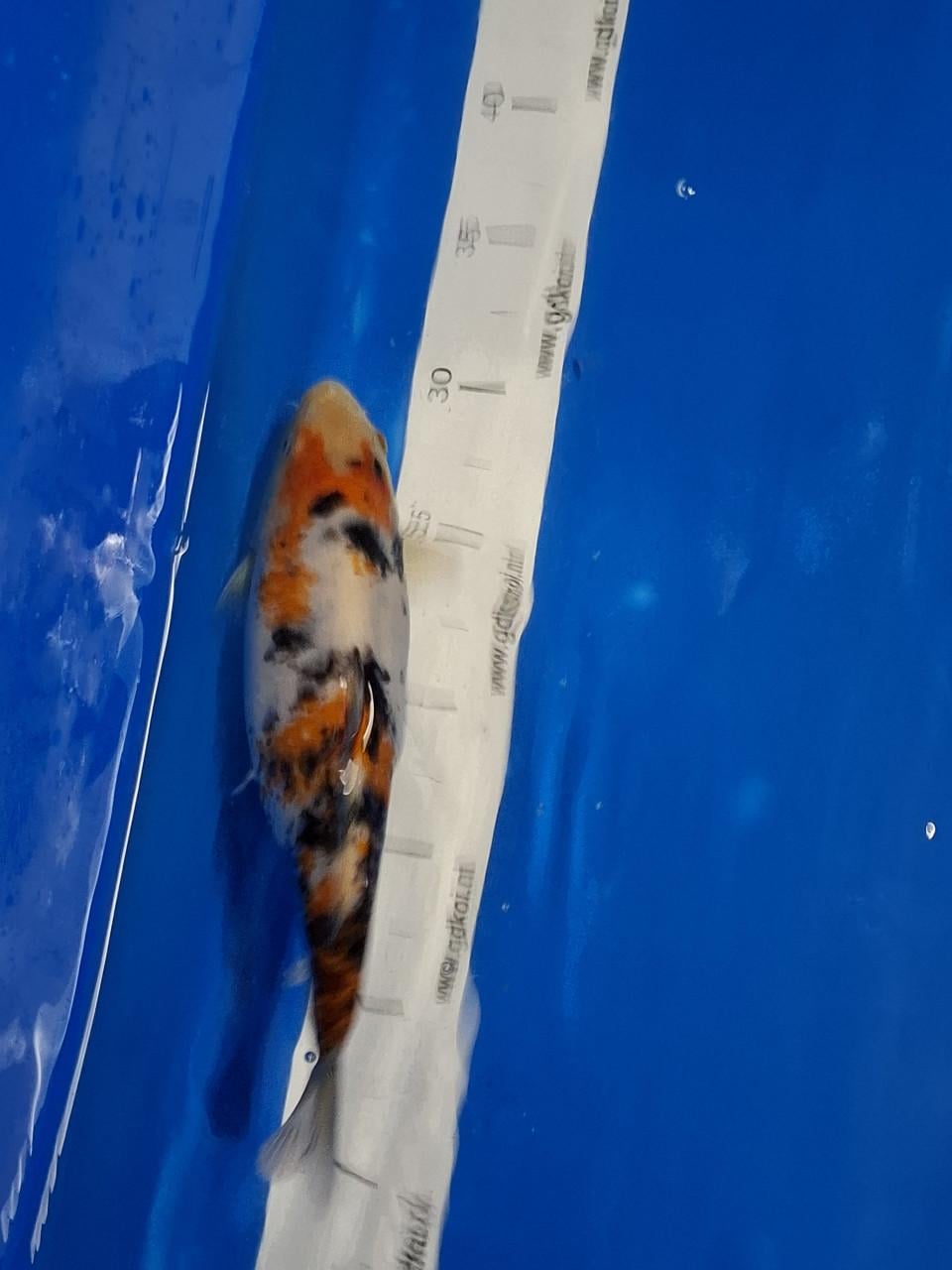 KOI KARPERS