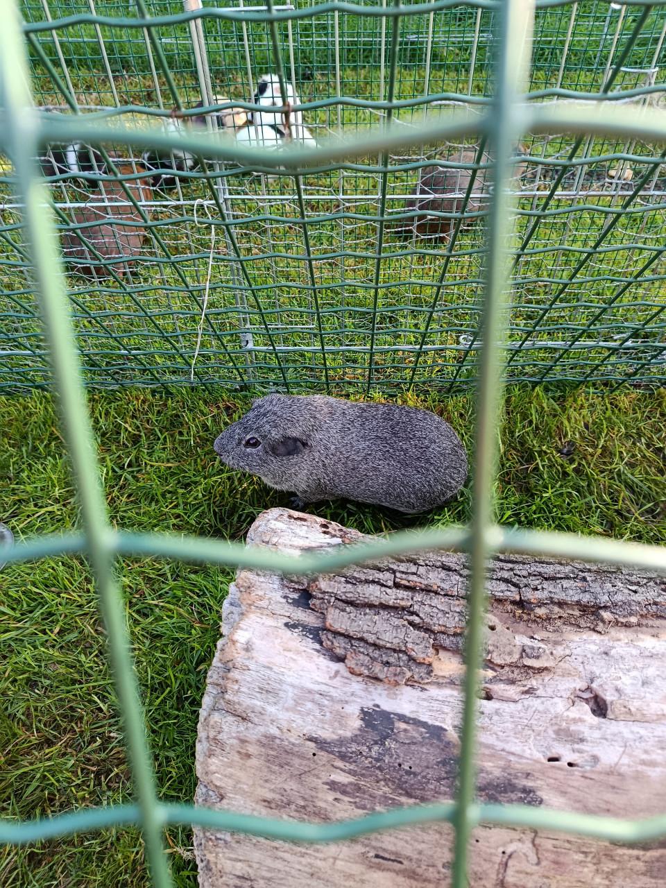 Cavia's te koop 5 zeugjes 2 beertjes