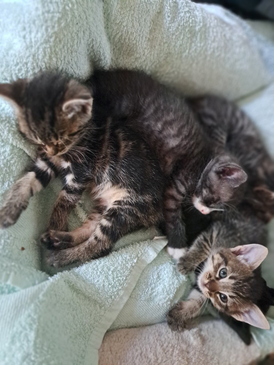 Verschillende lieve kittens