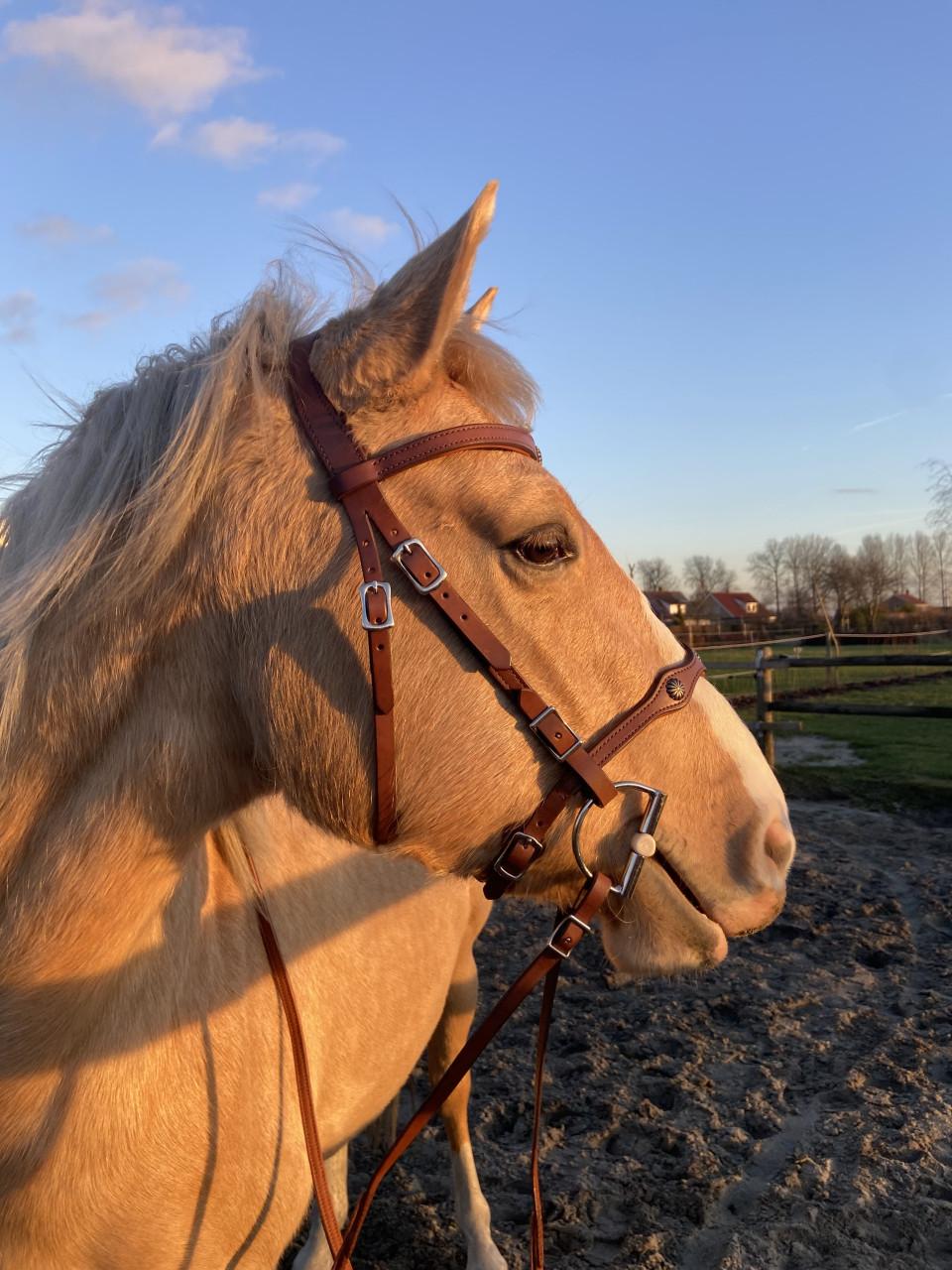 Deuber el Campo + toebehoren en bijpassend hoofdstel