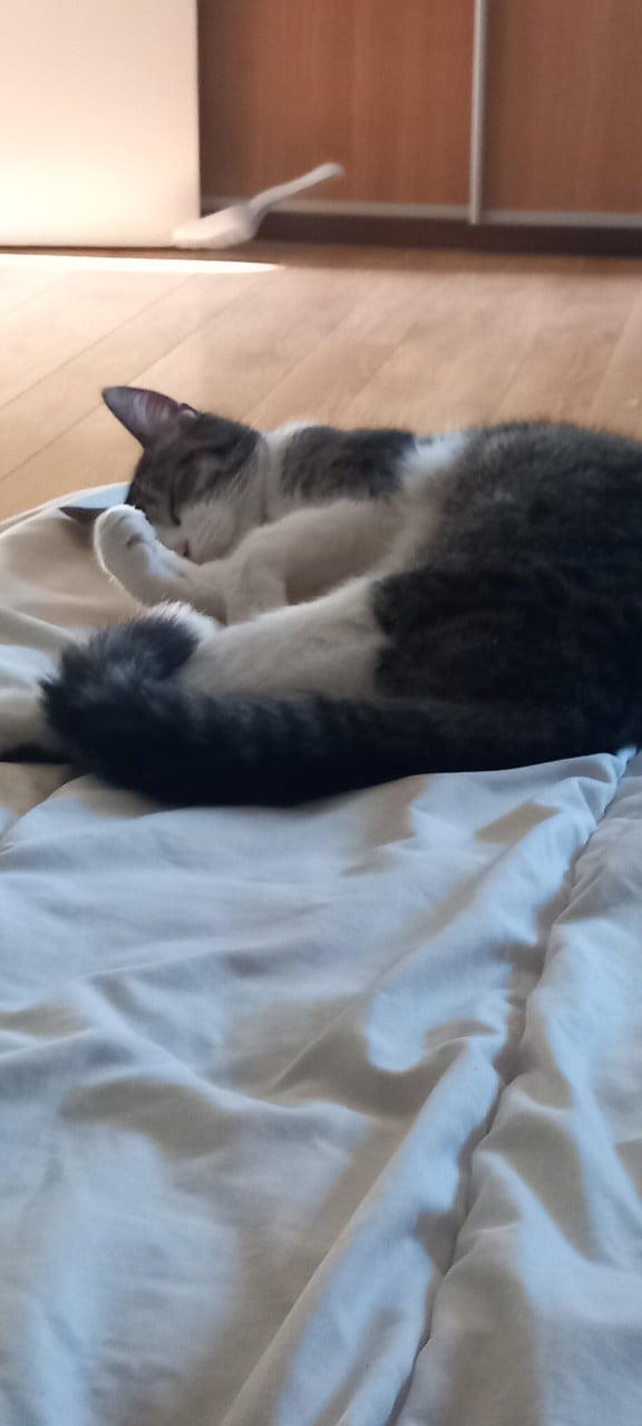 Katten