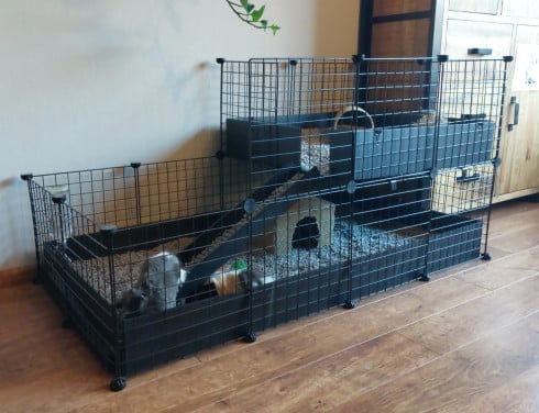 2 cavia zeugjes