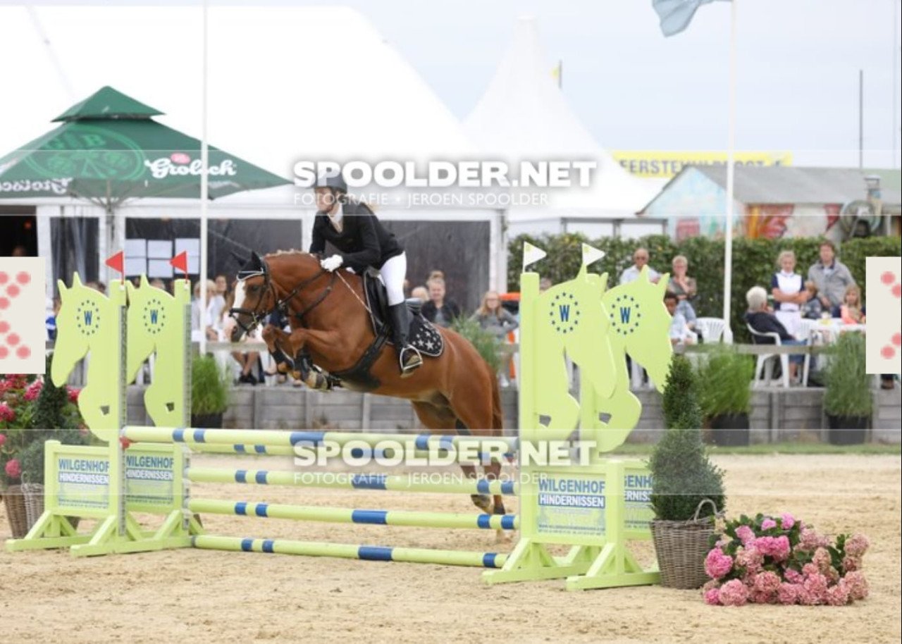 Recreatie/fokmerrie D-pony