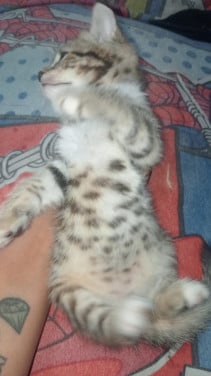 Bengaal kittens zoeken nog een huisje