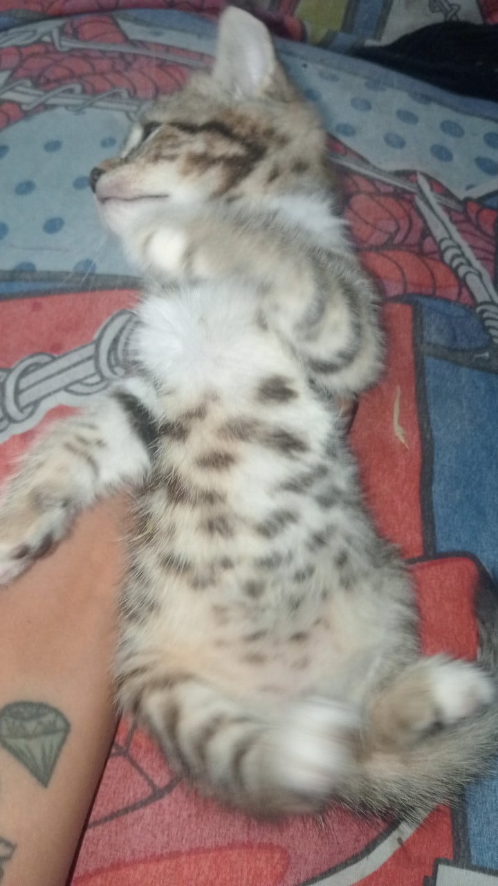 Bengaal kittens zoeken nog een huisje