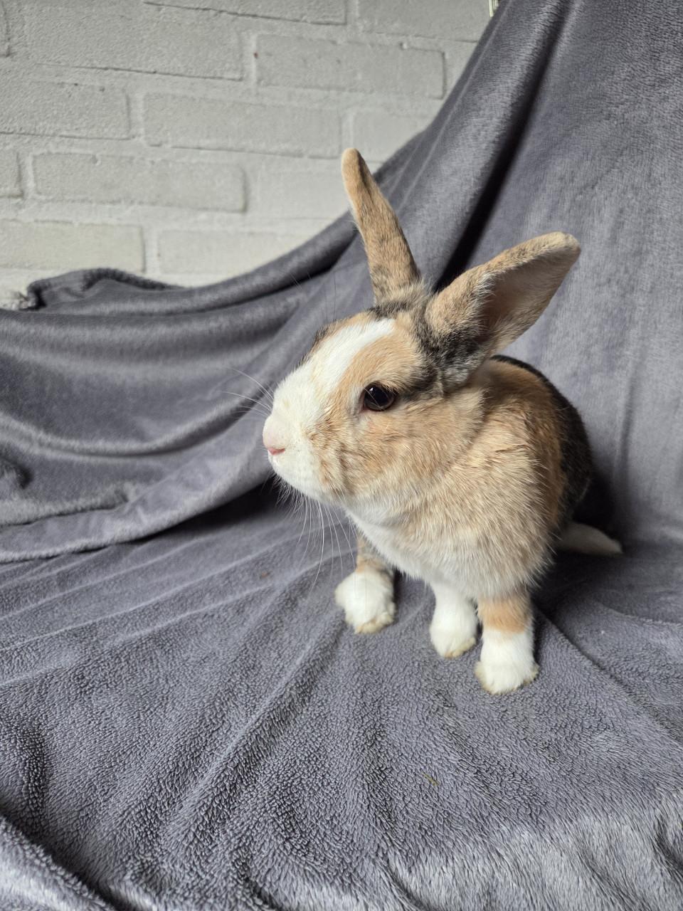 Lief konijntje zoekt vriendje