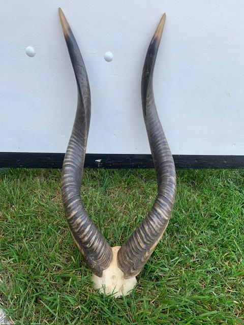 Te koop. Schedel hoorns nyala antilope ca 70 cm !!!